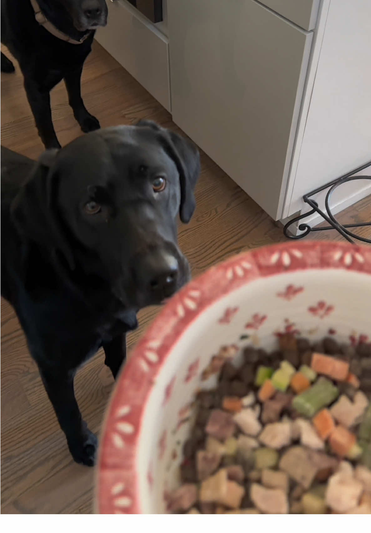 TikTok post by @vlfuller for PetHonesty. Caption reads: [...] $ with your fur babies @Pet Honesty....