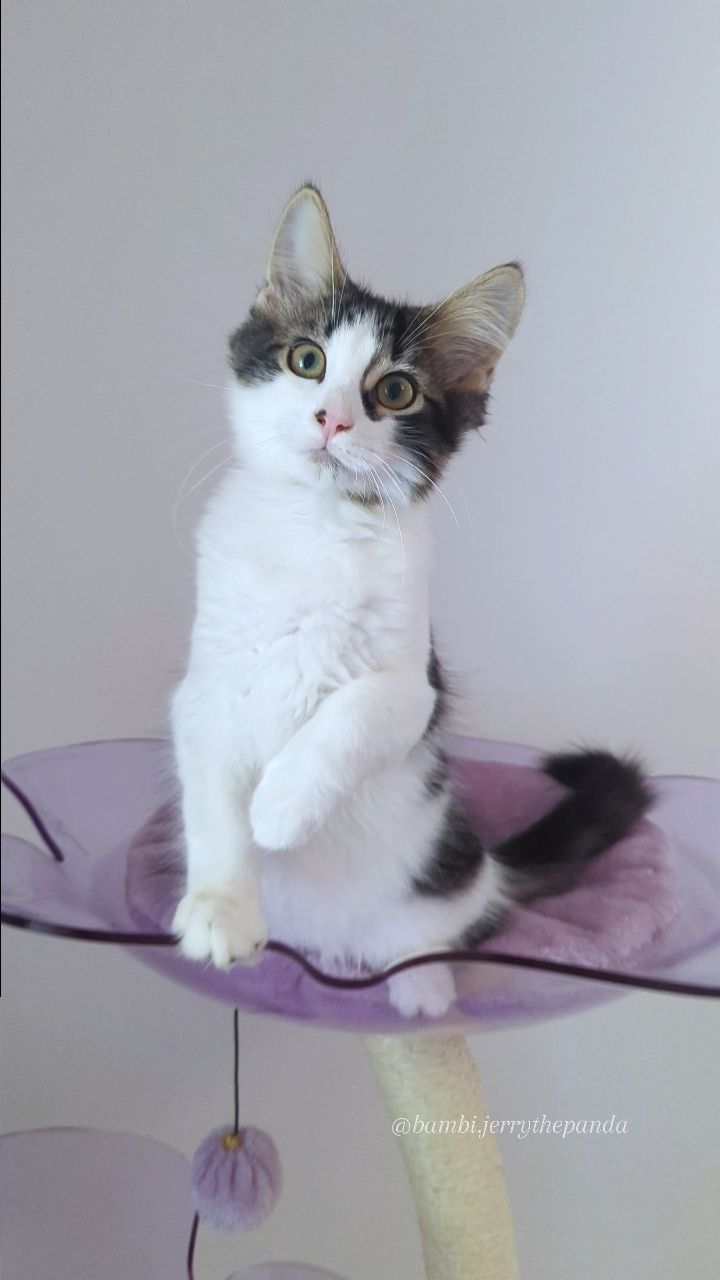 Instagram post by @bambi.jerrythepanda for KBSPETS. Caption reads: [...] all the zen they can get 😂 Thank you....