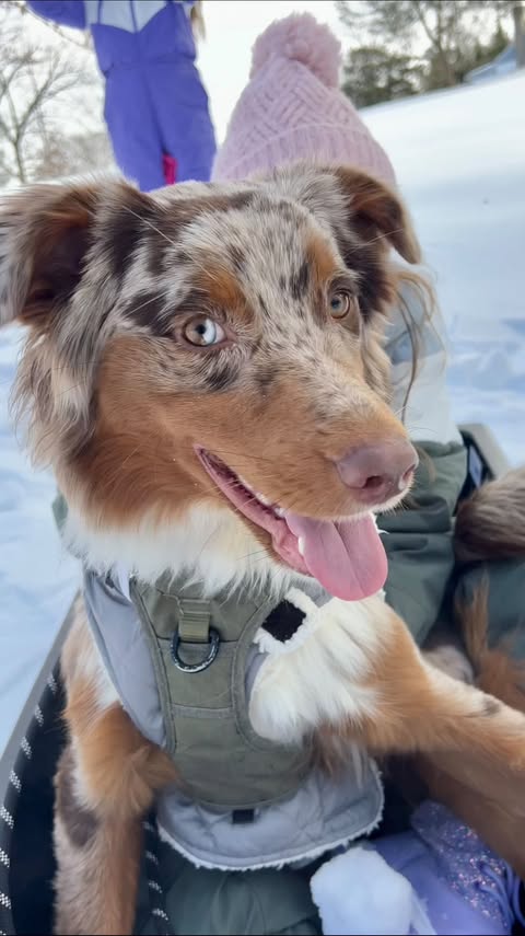 Instagram post by @bree.faithfullyfitt for Tractive. Caption reads: [...] Valentines Day Special, Get 30% off Tractive....