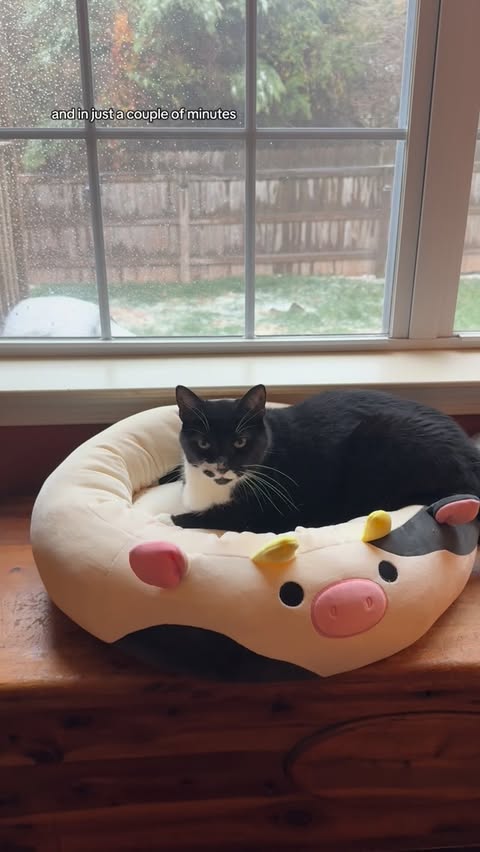 Instagram post by @danisquishie for Squishmallows. Caption reads: Felix approves the @squishmallows bed from....