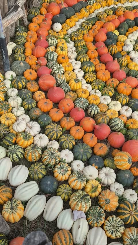 Instagram post by @vanessa93_x for Hobbledown. Caption reads: 🍂🎃 Autumn magic is at @hobbledown_epsom 🎃🍂 If....