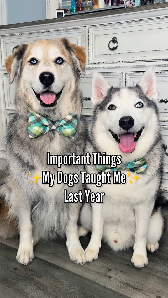 Instagram post by @halfhuskybros for blue buffalo. Caption reads: I thought I was teaching them, but they have been....