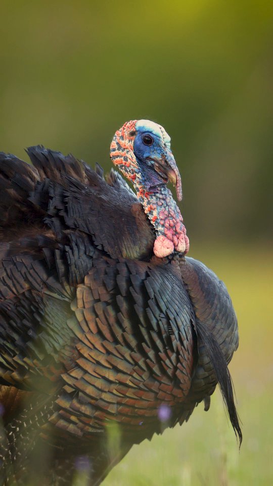 Instagram post by @wildturkeydoc for NikonUSA. Caption reads: Tom Turkey Tuesday 

#osceolaturkey #turkey....
