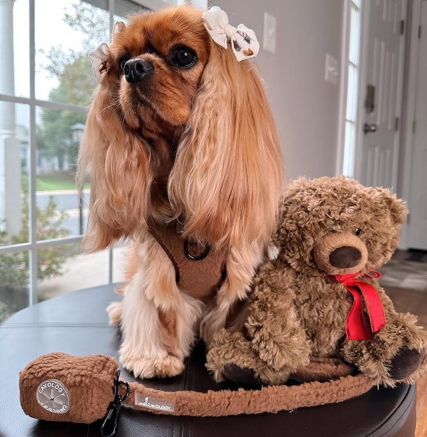 Instagram post by @ladyemmaofashburn for Cavology. Caption reads: [...] 🧸🍂🤎

…to have been chosen for....