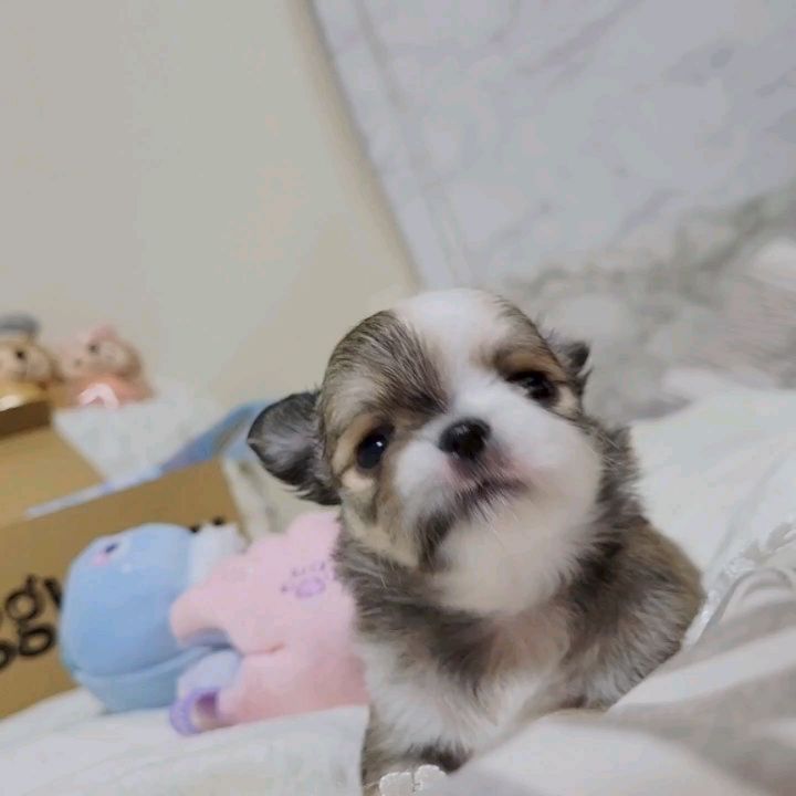 Instagram post by @cielo_chihuahua for Doggy Box. Caption reads: 我が家の 🐶達
皆 大好き @doggybox_jp  さんの
可愛い....