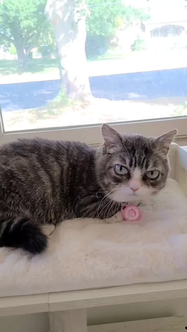 Instagram post by @winkythedwarfcat for PrettyLitter. Caption reads: I’ve been spending my days watching the leaves....