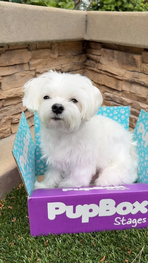 Instagram post by @mochifloof for PupBox. Caption reads: [...] box is ready for fun! 😁🐶🐾 #sponsored....