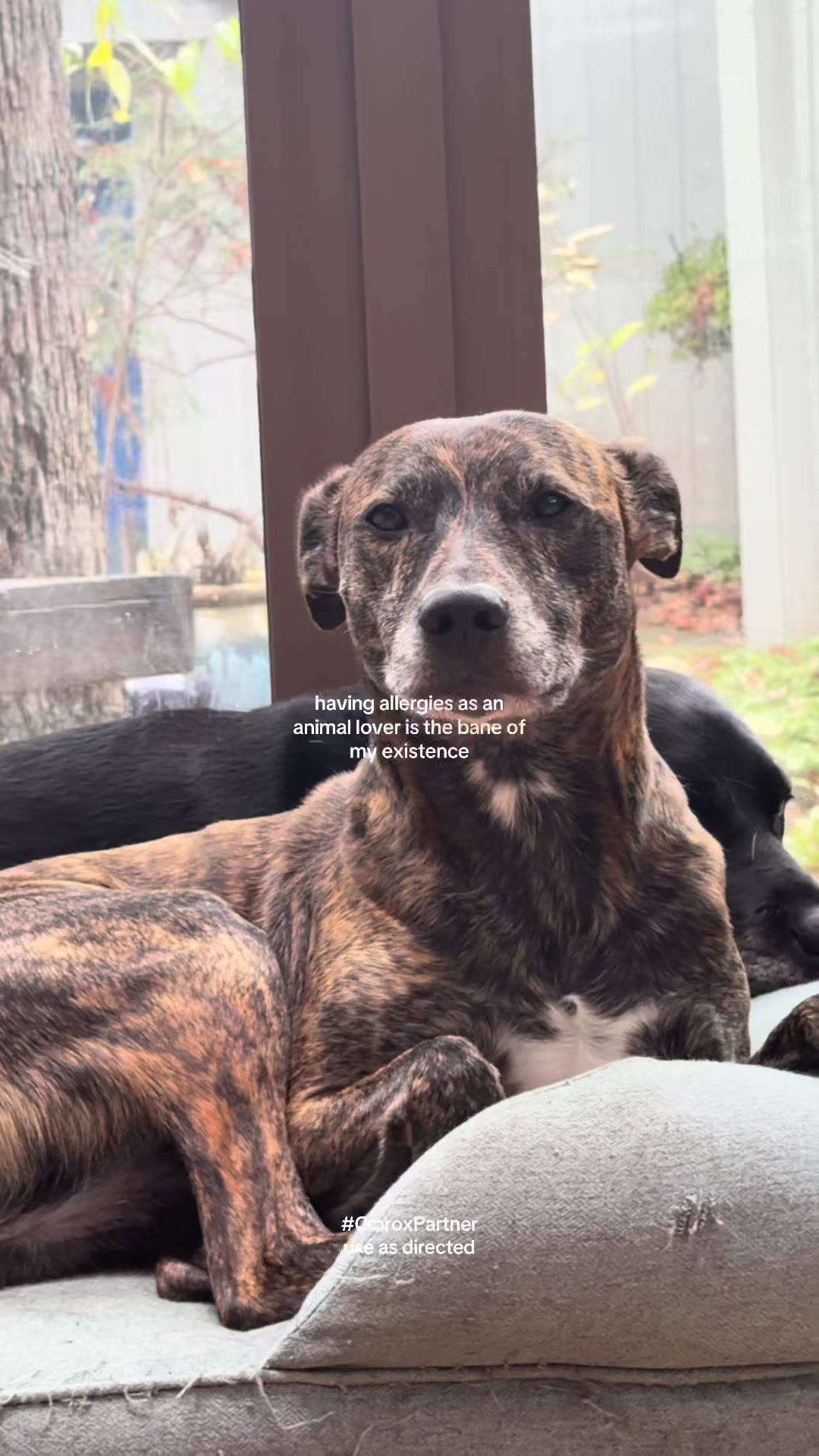 TikTok post by @katedavidsun for Clorox. Caption reads: #CloroxPartner My upgraded allergy routine 🐱....