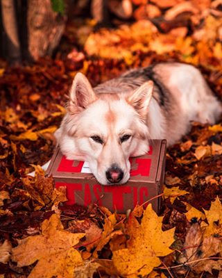 Instagram post by @landenmonica for The Dog Agency. Caption reads: Patiently waiting for daddy to come home and help....