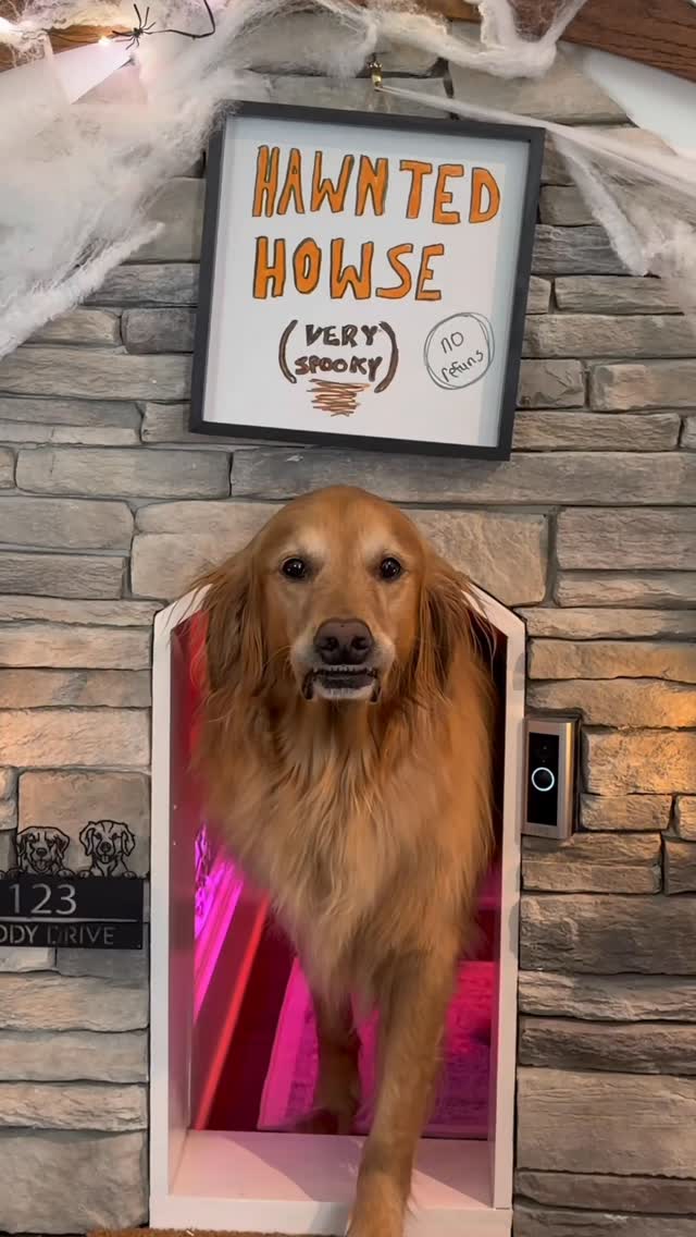 Instagram post by @aguyandagoldenn for The Farmer's Dog. Caption reads: Feeding your dog doesn’t have to be scary! That’s....