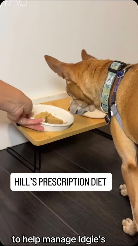 Instagram post by @rachaelraerobertson for Hill's Pet Nutrition. Caption reads: #Ad #HillsPartner With food that’s specifically....