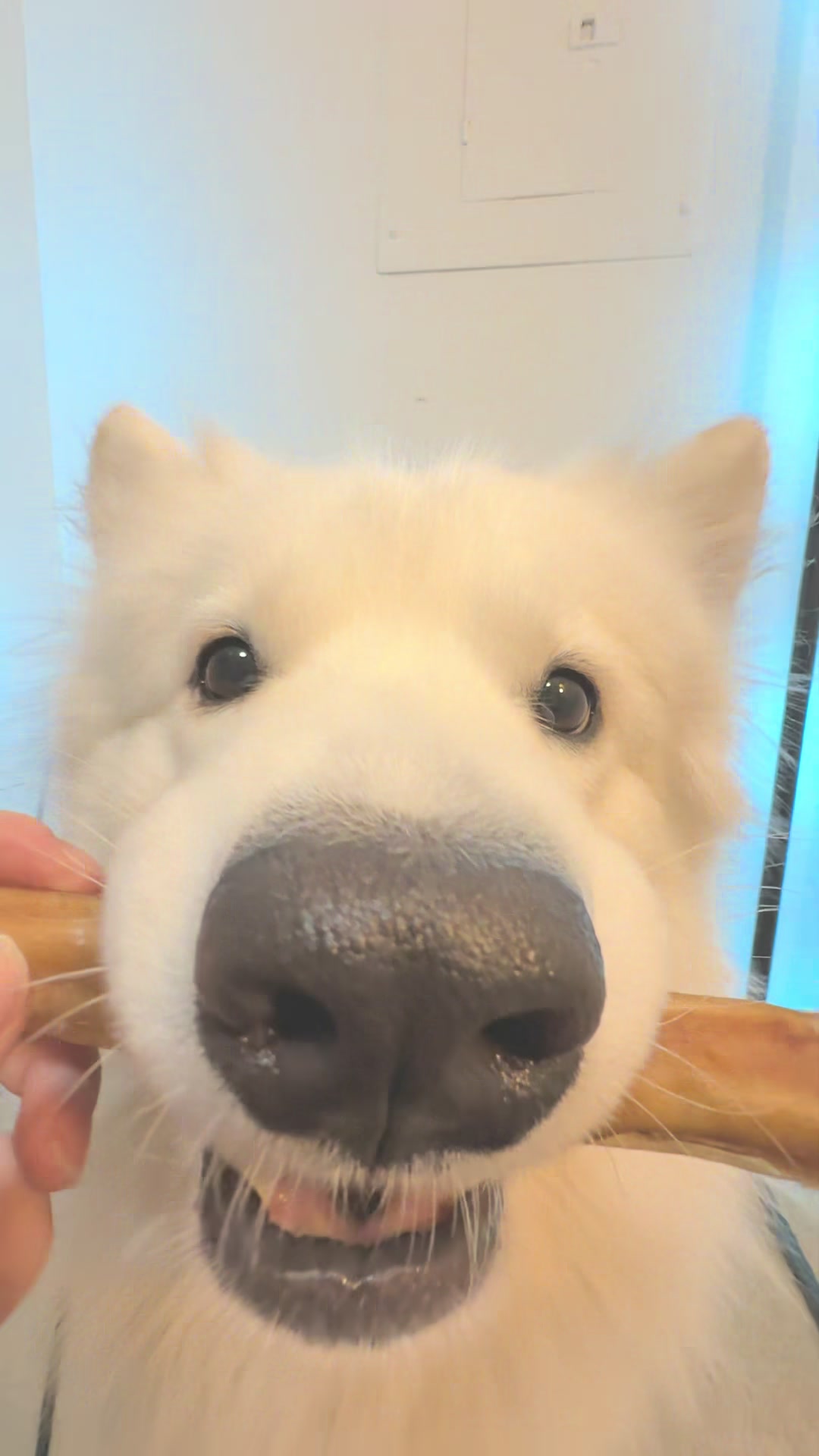 TikTok post by @yiggityyee for King Lou. Caption reads: [...] hesitation, gentle grab… then gone. 🥩✨ King....