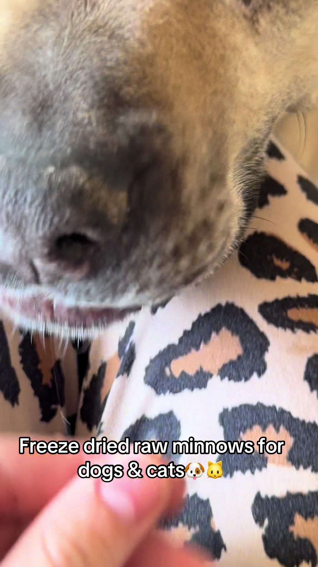 TikTok post by @_itss.mya_ for All American Canine. Caption reads: [...] treat for both dogs & cats from @ALL....