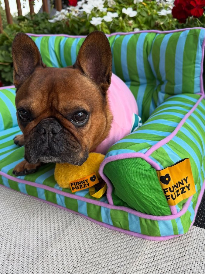Instagram post by @dunkinthefrenchie for FunnyFuzzy. Caption reads: [...] weekend so I’m just chilling in my....