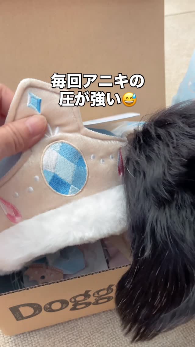 Instagram post by @kotetono for Doggy Box. Caption reads: 今回もめっちゃかわいいおもちゃ👑
毎回、わんこたちに遊ばせるのを躊躇してしまう😅

おやつも盛り....