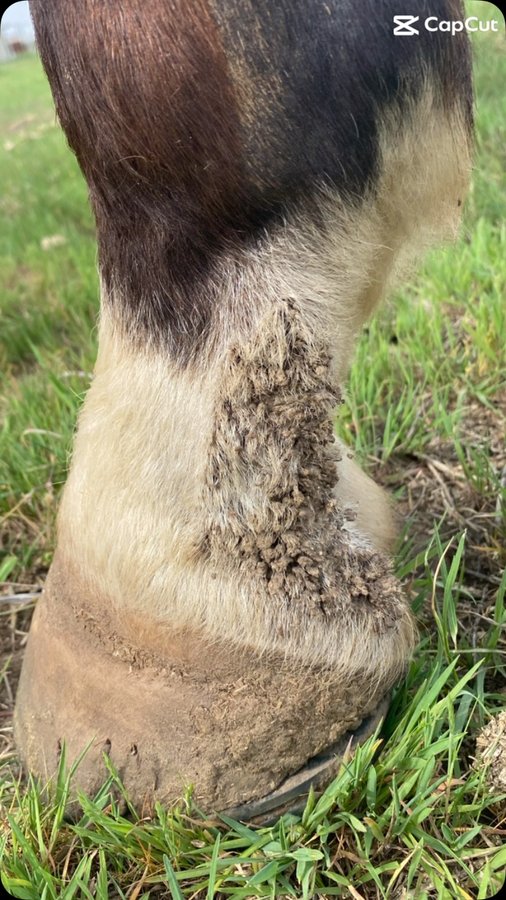 Instagram post by @stevihillman for Vetericyn. Caption reads: Testimonial alert 💪🏻
@vetericyn Medicated....