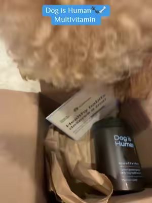 TikTok post by @christinawoessner for Dog Is Human. Caption reads: [...] absolutely lovingggg these thank you @Dog is....