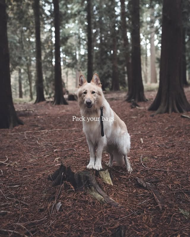 Instagram post by an influencer for ORIJEN UK & Ireland. Caption reads: AD | Soaking up Winter in the forest, splashing in....