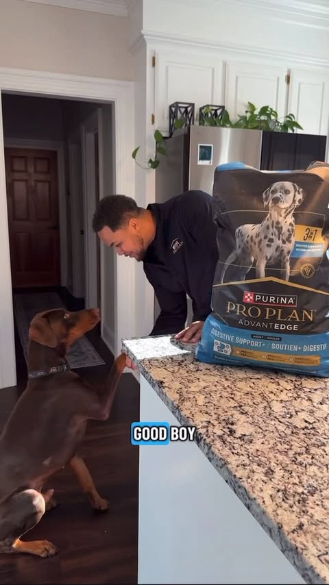 Instagram post by @suavexavier_ for PURINA PRO PLAN. Caption reads: Keep your dogs fueled the right way with the....