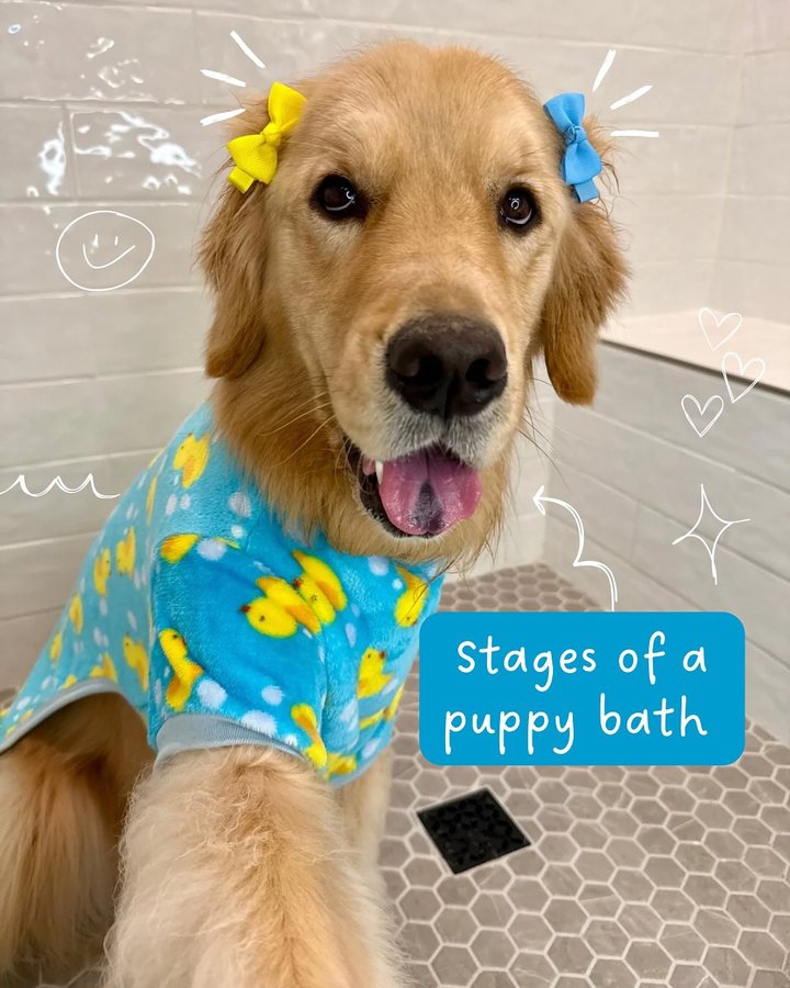 Instagram post by an influencer for Chewy. Caption reads: [...] game on drying pearl better! #chewypartner....