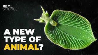 YouTube post by @realscience for Brilliant.org. Caption reads: This Slug Should Be Impossible.