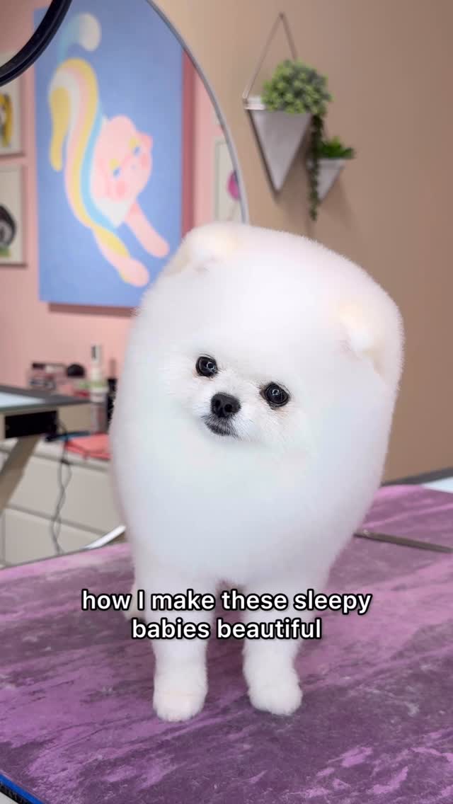 Instagram post by @dogsbylogan for Andis Pets. Caption reads: See you at SUPERZOO! @andisgrooming....