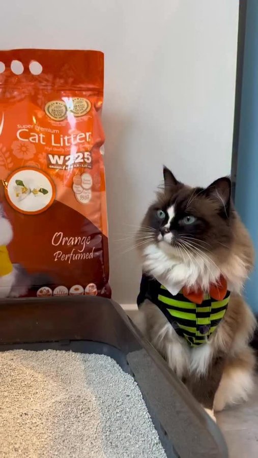 Instagram post by @atlas.phoebe.ragdolls for VanCatUK. Caption reads: [...] evil odours 🎃
Ever since switching to....