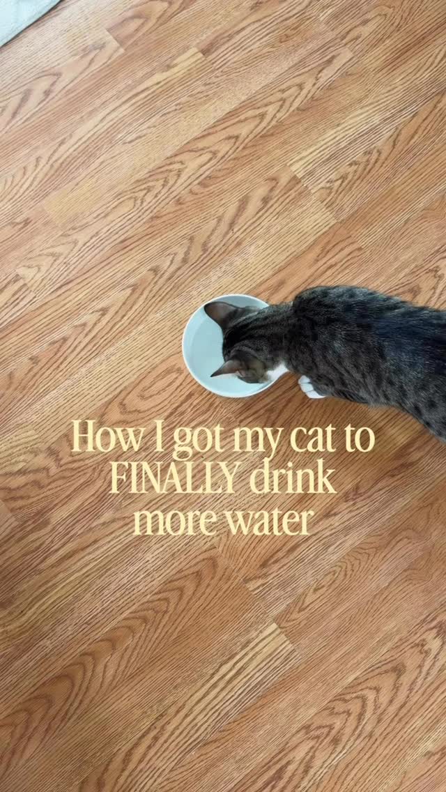 Instagram post by @wildetide.co for PetSnowy. Caption reads: [...] 🙌 Have you noticed any of these?? 🐾....