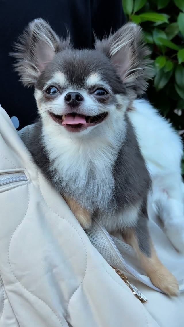 Instagram post by @palpy_chihuahua for Mon Cheri. Caption reads: .
小型犬の多頭飼いにぴったりのキルティングスリング🐶🫶

🏷️ @moncheri.dog....