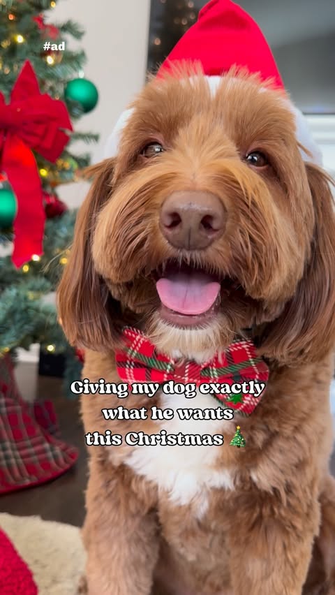 Instagram post by @theo_dorabledoodle for Good 'n' Fun. Caption reads: [...] give your pups what they really want!....