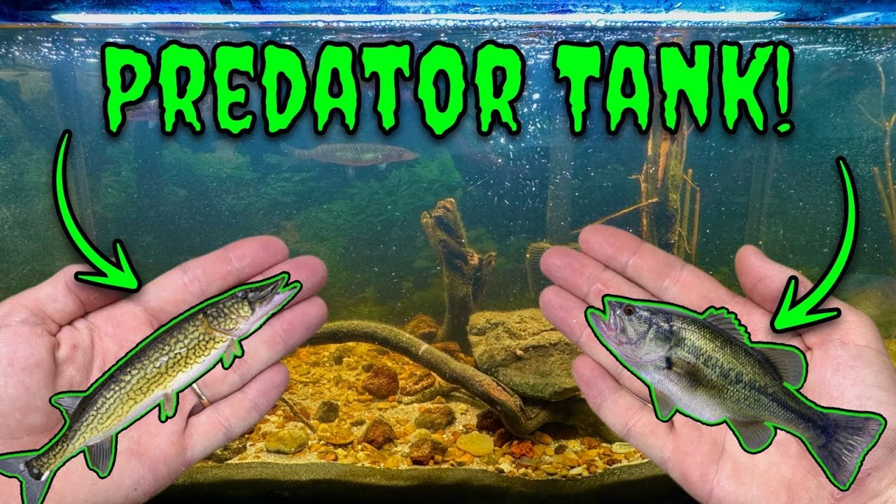 YouTube post by @toxincustomoutdoors for Hygger Aquarium. Caption reads: I Built a Fish Tank Ecosystem With Bass and....