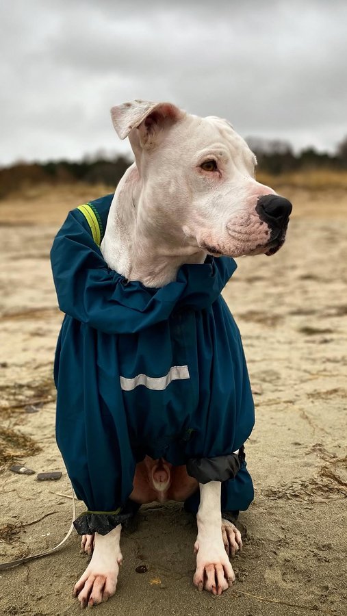 Instagram post by @lupin_theminidogo for Pala Pets. Caption reads: Can’t be the only one🫠 
But who can resist....