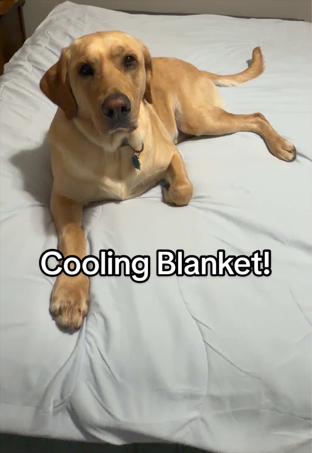 TikTok post by @dogs_and_happiness for Lesure Pet. Caption reads: [...] for those warm summer days! This @Lesure Pet....