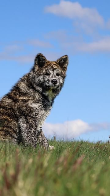 Instagram post by @kayatheshepherd for ZIWI Pet Food. Caption reads: How tall is your pet in @ziwipets cans? #ad

Kiko....