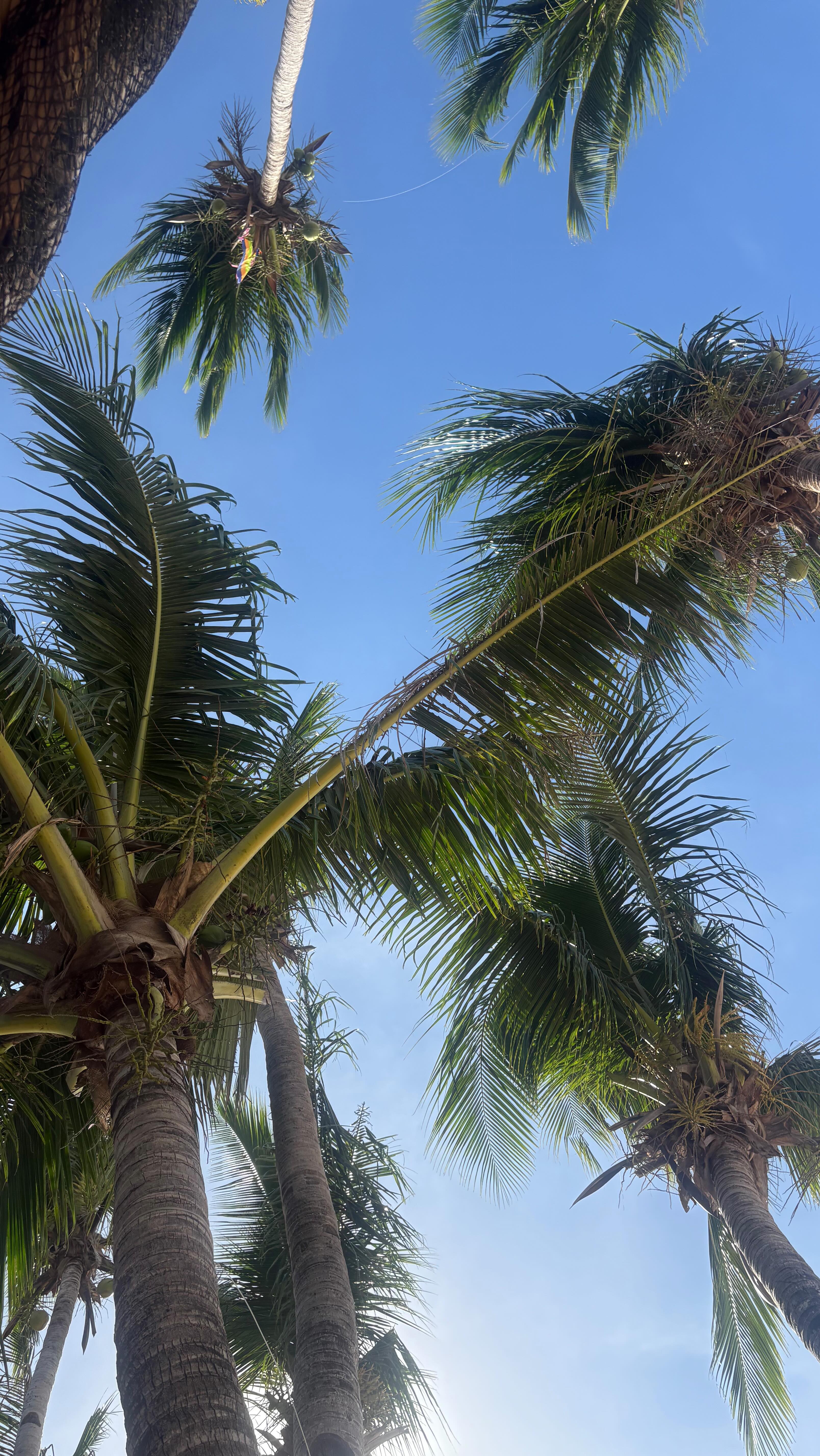 Instagram post by @adelainemorin for Maidenform. Caption reads: The comfiest bras love u @maidenform 🤍 Shop....