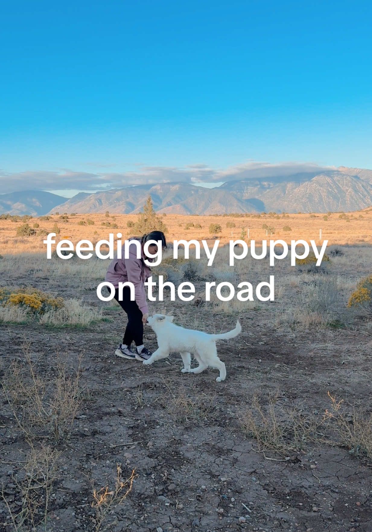 TikTok post by @emwng for ORIJEN Petfoods. Caption reads: Little lady Kaia has just been the best traveler....