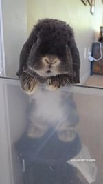 Instagram post by @bluberrythebun for Oxbow Animal Health. Caption reads: Healthy and delicious! My favourite treat is....
