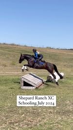Instagram post by @zlequestrian for Majyk Equipe. Caption reads: [...] @Devoucoux_centralca_nv @shires_usa....