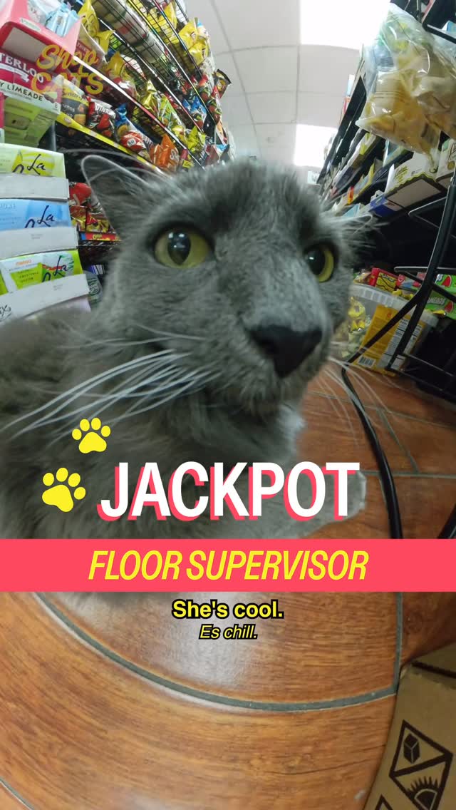 Instagram post by @shopcatsshow for Hinge. Caption reads: Meet Jackpot in Sunnyside.

A great relationship,....