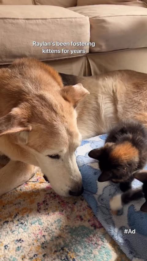 Instagram post by @raylan_the_dog for PetSmart. Caption reads: [...] kg.) & cat (2.7-3.1 kg.) food at PetSmart....