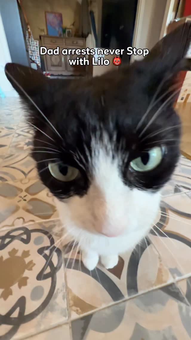 Instagram post by @lilochipie for Cheerble. Caption reads: [...] hunting down the WickedBallDuo2 from....