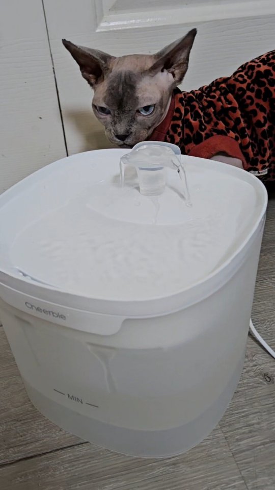 Instagram post by @sphynx.cats.us for Cheerble. Caption reads: Cheerble is offering up to 38% off this Black....