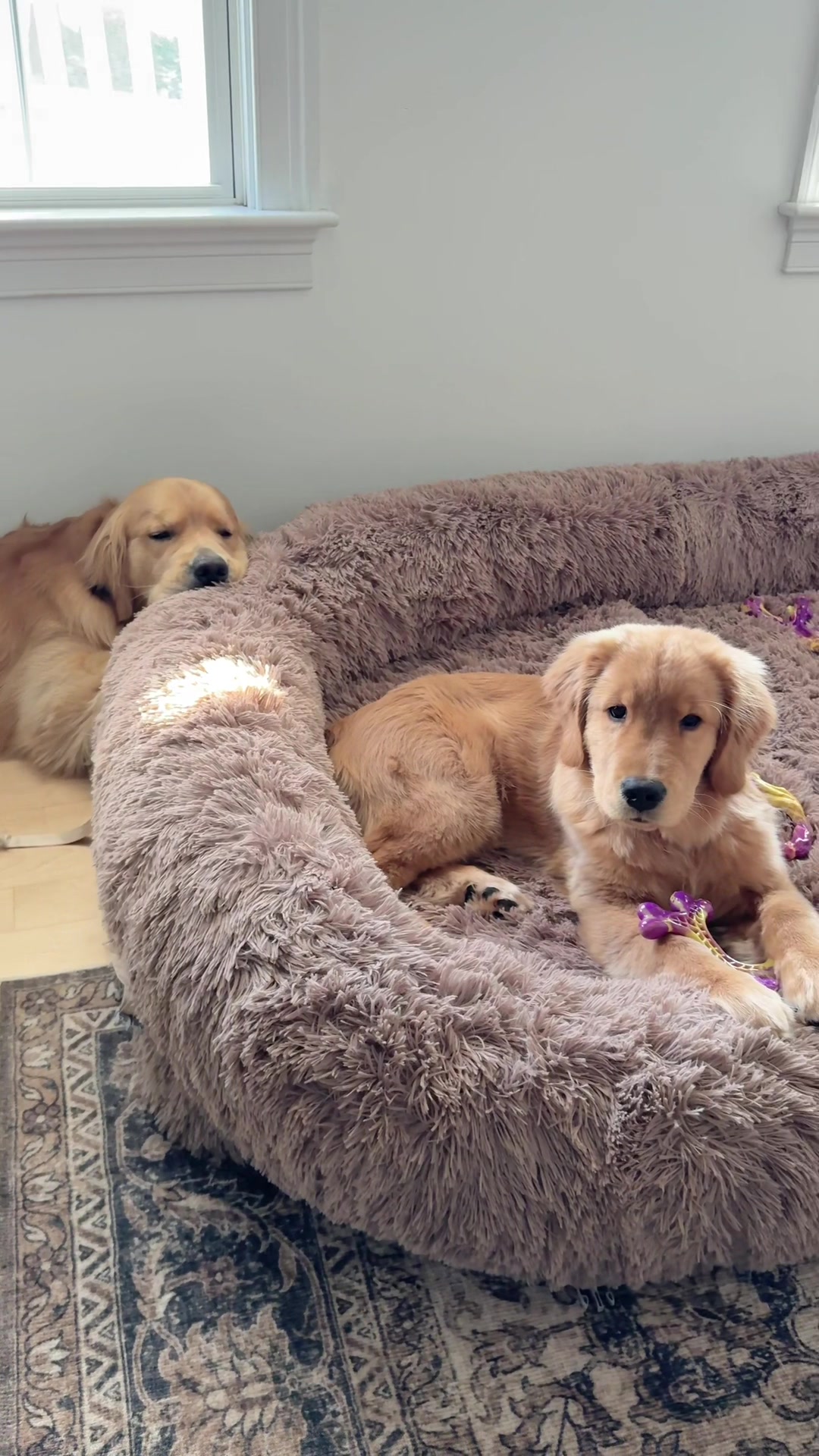 TikTok post by @phineas_and_ferg for Lesure Pet. Caption reads: [...] to get your dog their own doggy couch....