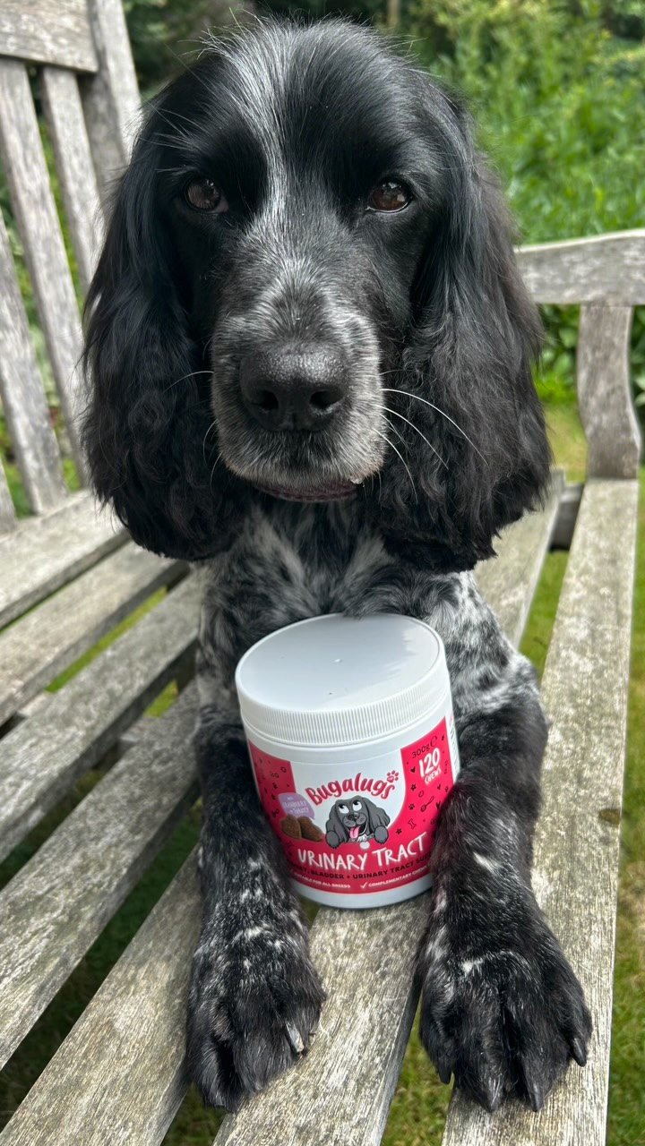 Instagram post by an influencer for Bugalugs Pet Care. Caption reads: [...] #ad #gifted #bugalugspetcare #teammax....