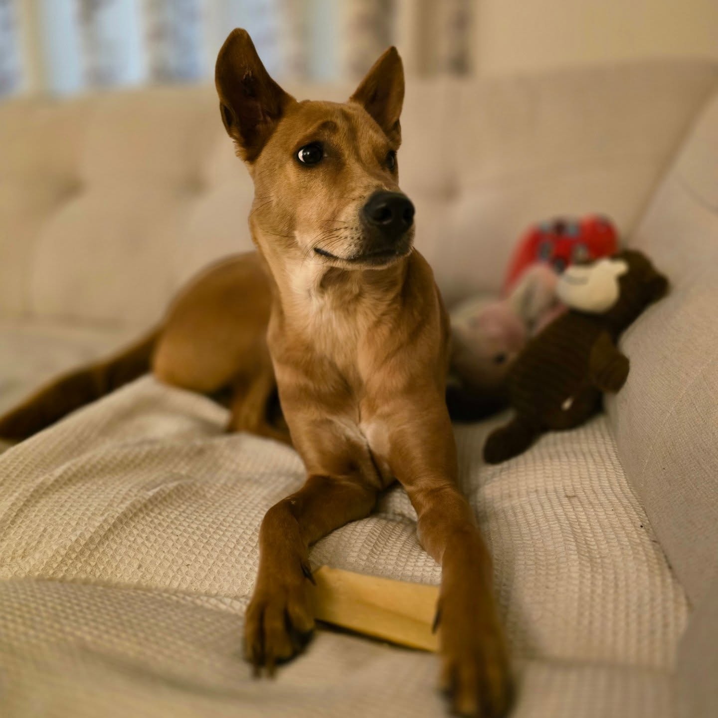 Instagram post by @linabeanthesoidogqueen for Butternut Box. Caption reads: One of her favourite days of the week is when she....