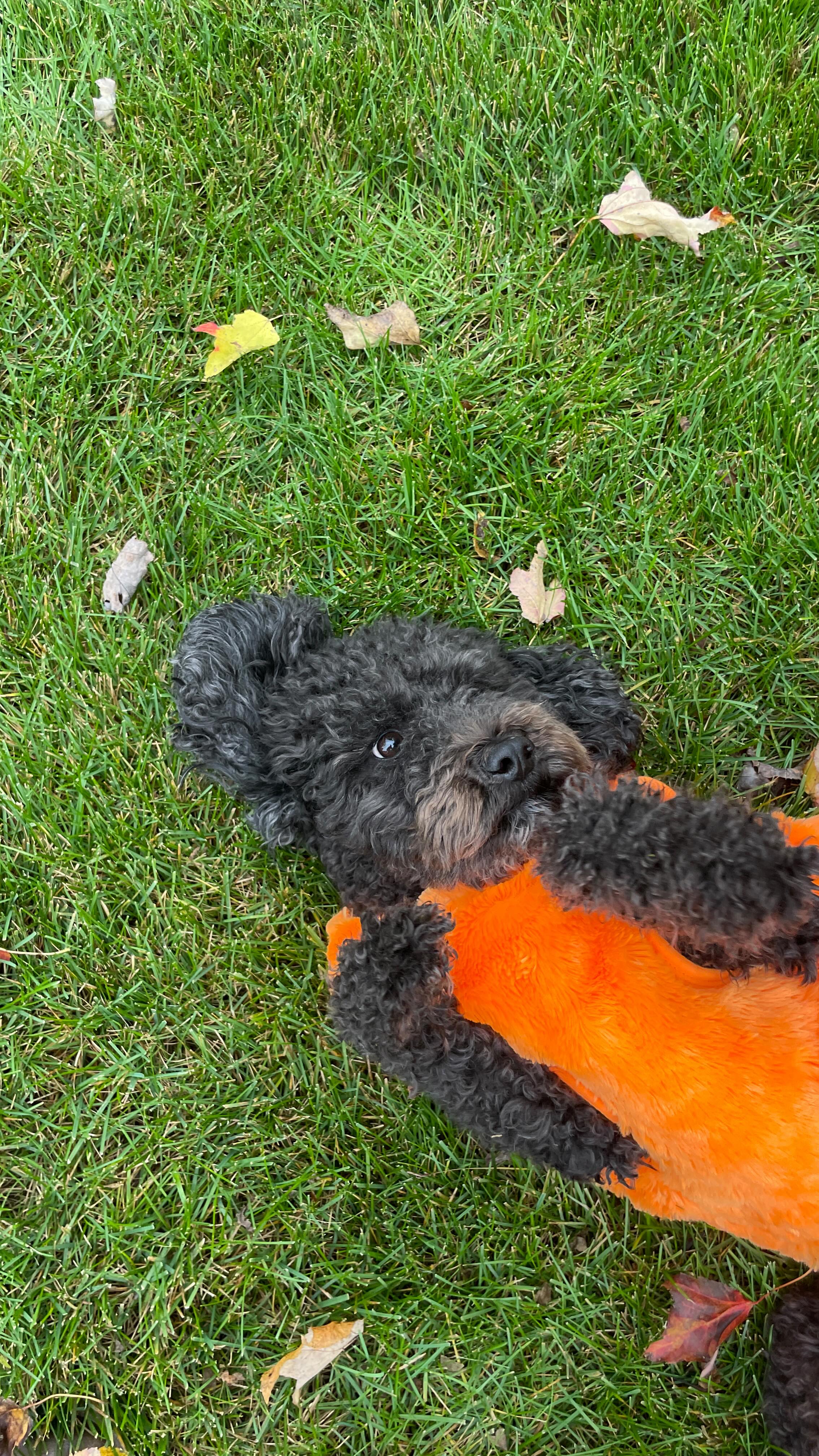 Instagram post by @brookehyland for Native Pet. Caption reads: [...] for me & my JACK-o’-lantern, fueled by....