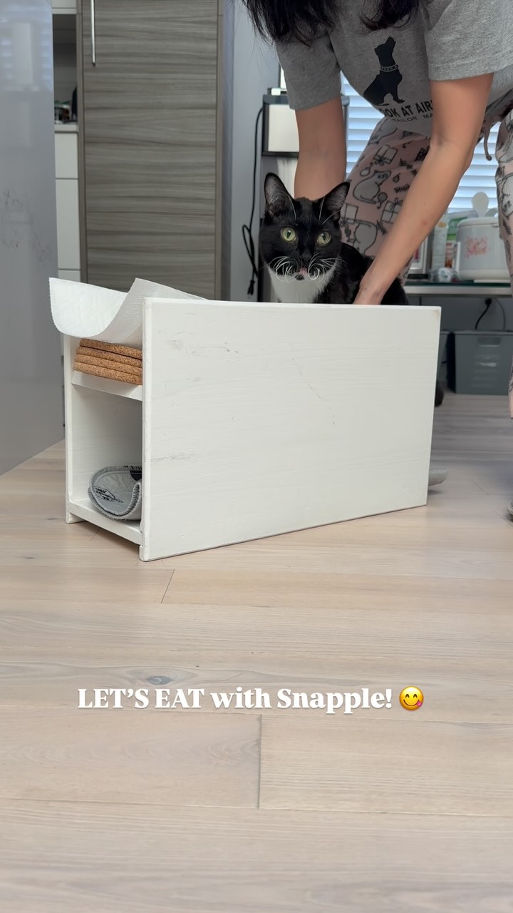 Instagram post by @moana.and.snapple for Cats of Instagram. Caption reads: LET’S EAT with Snapple! 😋🐾

This is our meal....