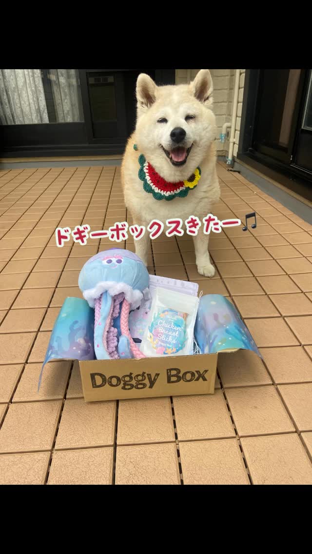 Instagram post by @yomogi1217 for Doggy Box. Caption reads: ♡
今月もお楽しみドギーボックスが届いたよー✨
(@doggybox_jp....