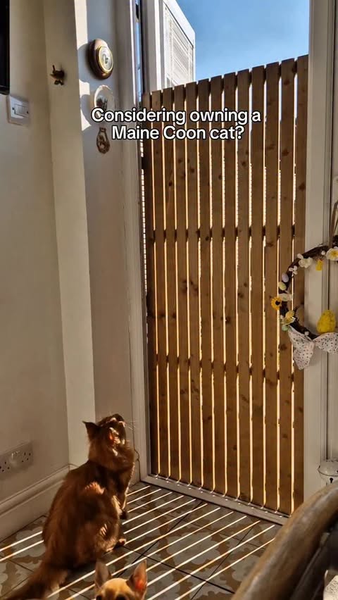 Instagram post by @___makingahouseahome for KatKin. Caption reads: [...] into day to day life. Having Winnie on a....