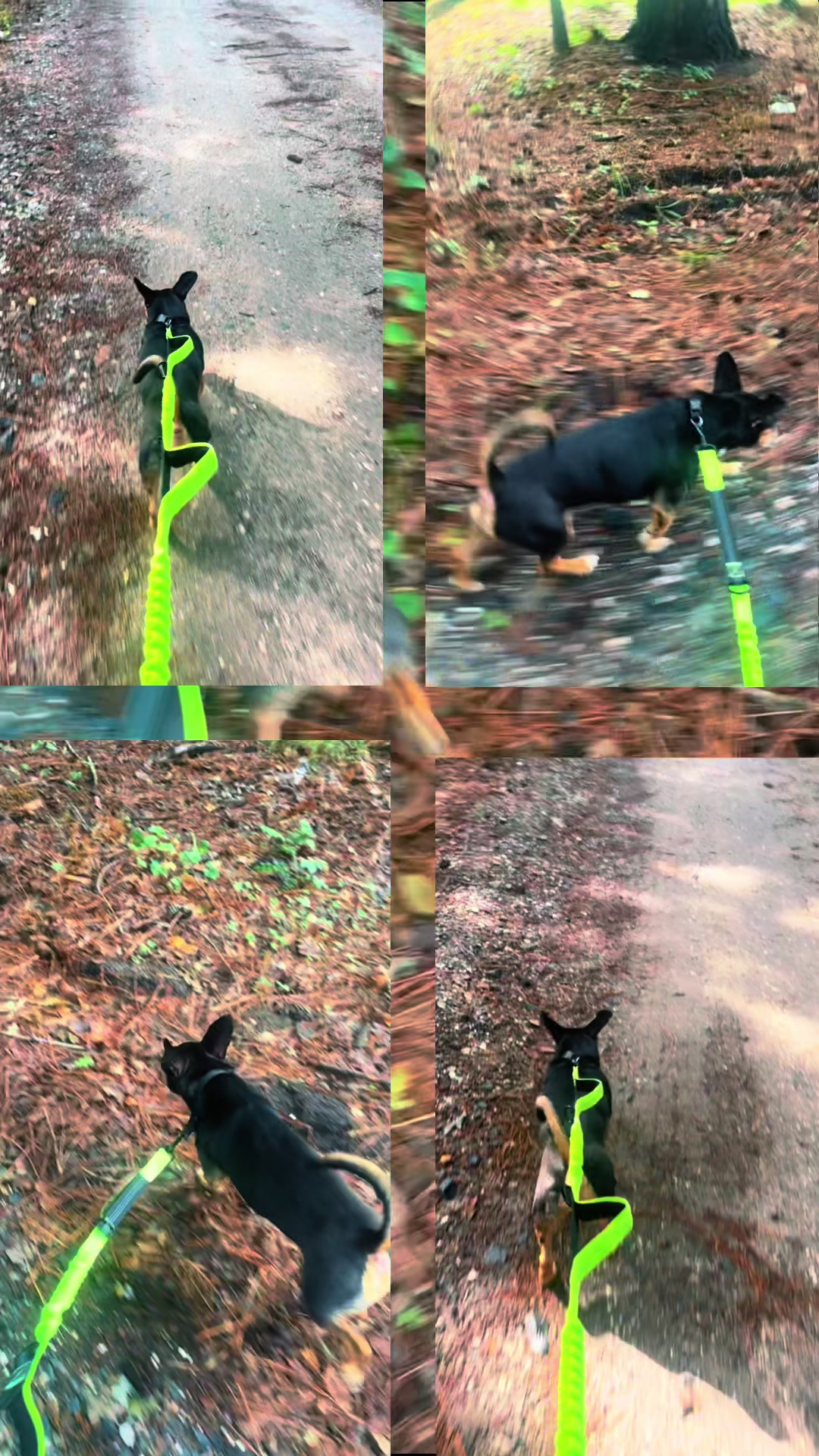 TikTok post by @shopwithroberta for iYoShop. Caption reads: [...] #tiktokshop #dogproducts #petproducts....